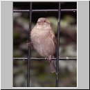 Passer domesticus - Haussperling wien-a 03.jpg